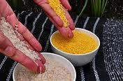 Biofortification of Staple Crops Golden Rice Deficiency in dietary