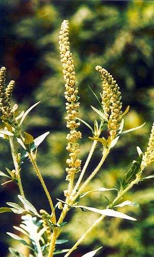 Amrosia elatior, ragweed The most important pollen allergen