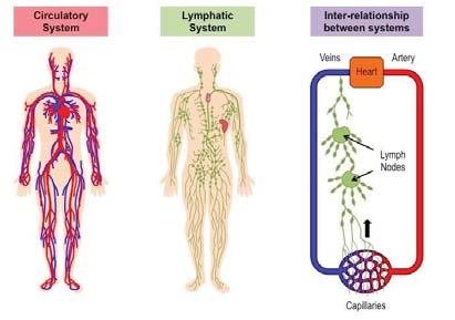 Lymphatic system Lymph organs