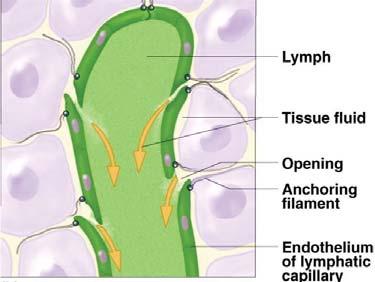 Direction of lymph flow Lymph Capillary Begins with the lymph
