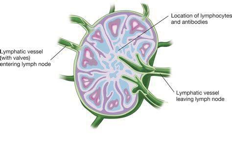 Lymph node groups Lymph trunks The Major lymph node collection sites are: The