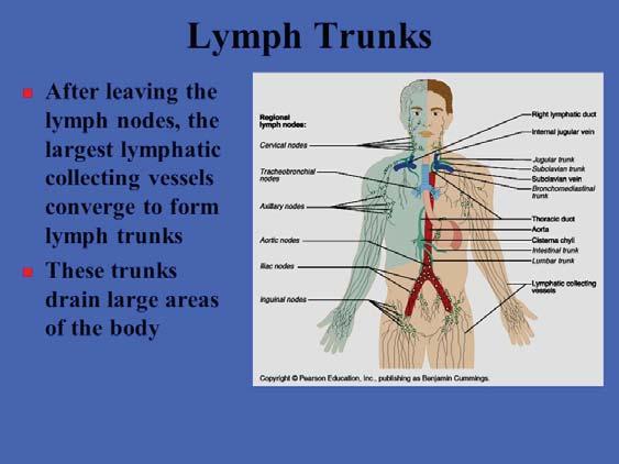 nodes: Each axilla where there are 33 lymph nodes: Each inguinal where there are