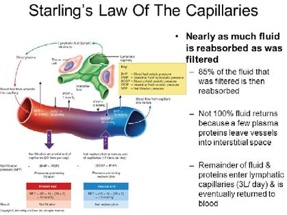 Lymph Physiology Capillary Bed Money Analogy You receive your salary check. Arteriole lymph capillary (10%) plus proteins Venule The money goes into the bank.