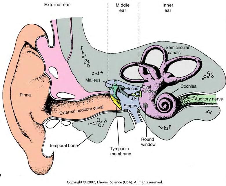 c. Anteriorly, the vestibule merges with the bony cochlea, which has the form of a 2-1/2-turn spiral cone. d. Posteriorly, the vestibule merges with the bony semicircular canals. 2. The membranous labyrinth.