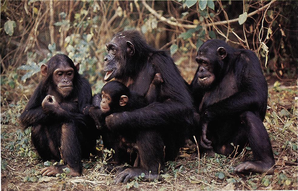 A chimpanzee family studied by Jane Goodall at Gombe. The mother, Flo, was about 40 years old when this photograph was taken. Her infant, Flint, snuggles securely in her arms.