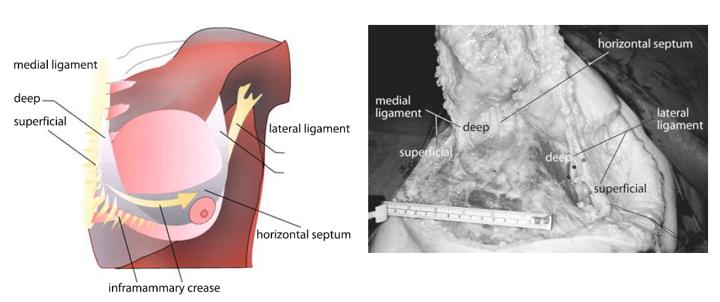 Horizontal Septum At its medial and lateral edges, septum becomes