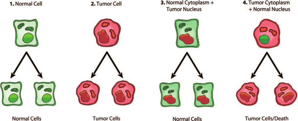 T.N.Seyfried et al. Based on several inconsistencies in the association of mutagens with cancer, Darlington argued persuasively that nuclear genomic defects could not be the origin of cancer.