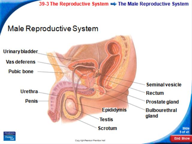 system. 2. The endocrine system releases. 3.