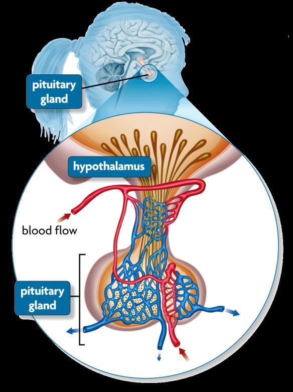 The hypothalamus interacts with the nervous and endocrine systems. The is a gland found in the brain.