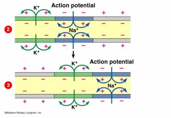 ( outside; inside) As the action potential moves along