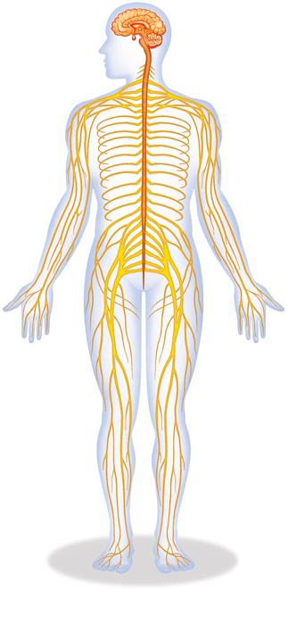KEY CONCEPT #3 The central nervous system information, and the peripheral nervous system information. The nervous system s two parts work together. The CNS includes the and.