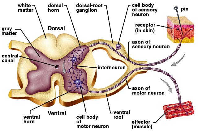 interprets the info and relays the impulse to the and causes an action/response does not involve the The PNS links the CNS to muscles and other organs.