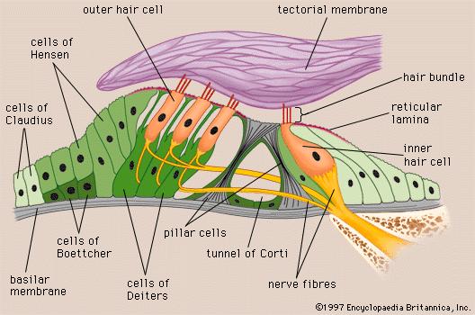 the tiny bones in the ear called the,, and. Eventually, the vibrations reach the which bends the hair cells When the are, an is sent down the. Taste and smell use. Taste uses, and smell uses.
