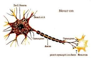 Sensory receptor organs include: eyes, ears, nose, tongue, skin Transmit impulses