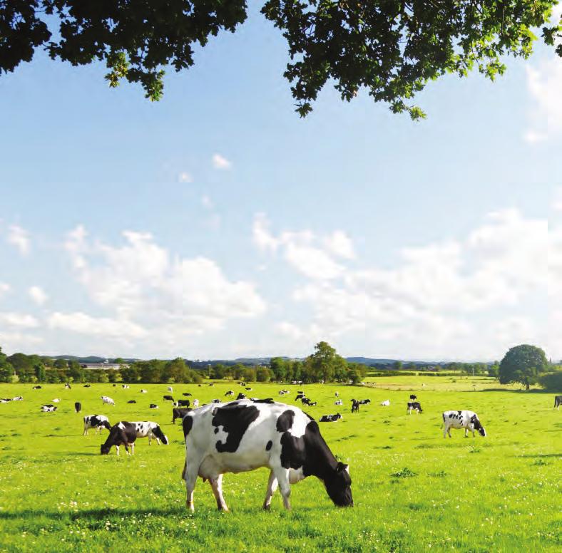 Foet Stages of lactation Nutrition plays an important role in the productivity and health of your dairy herd.