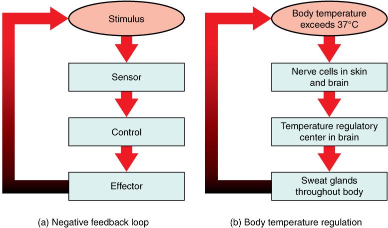 OpenStax-CNX module: m45989 2 Negative Feedback Loop Figure 1: In a negative feedback loop, a stimulusa deviation from a set pointis resisted through a physiological process that returns the body to