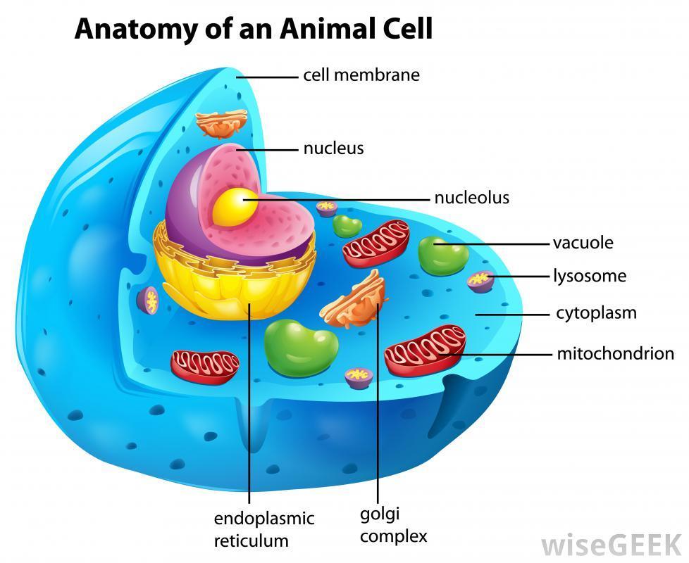 the living cell from its nonliving