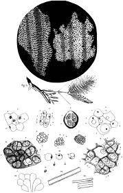 Microscopes as Windows to the World of Cells Cells were first described in 1665 by Robert Hooke.