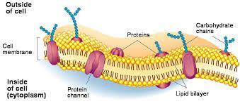 The Plasma Membrane: A Fluid Mosaic of Lipids and Proteins Most membranes have specific proteins embedded in