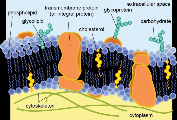 The Plasma Membrane: A Fluid Mosaic of Lipids and Proteins The plasma membrane is a fluid mosaic.