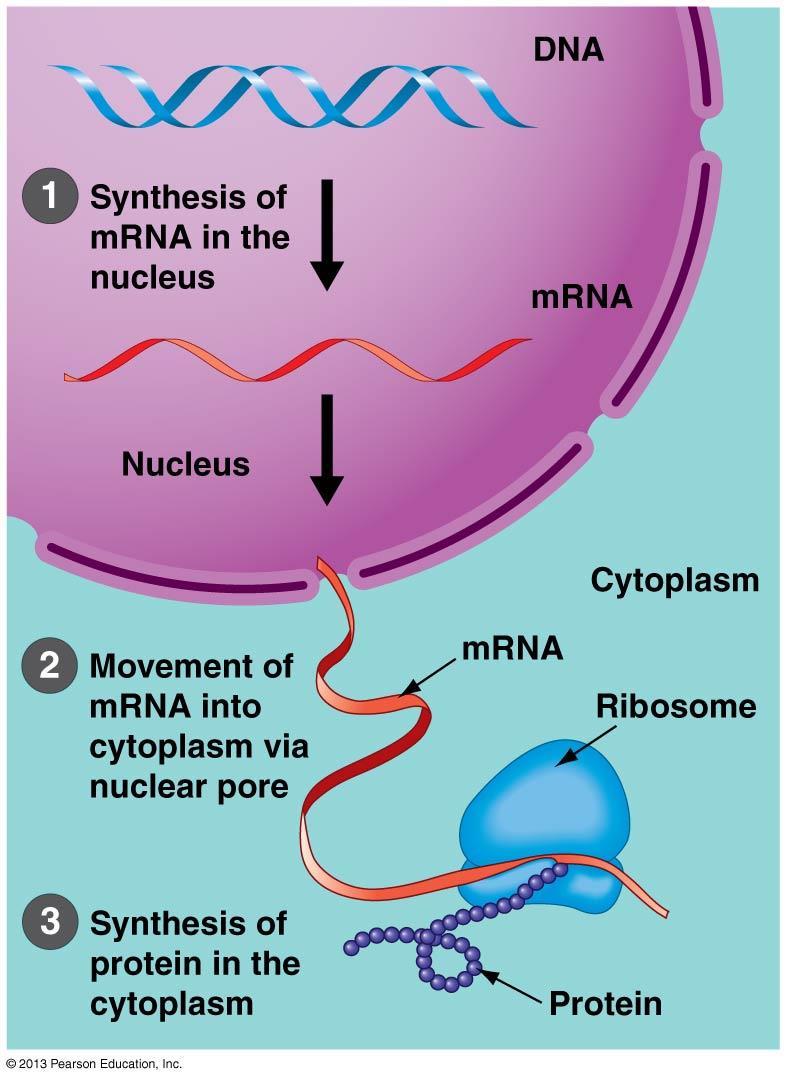 THE NUCLEUS AND RIBOSOMES: GENETIC CONTROL OF THE CELL The nucleus is the chief executive of the cell.