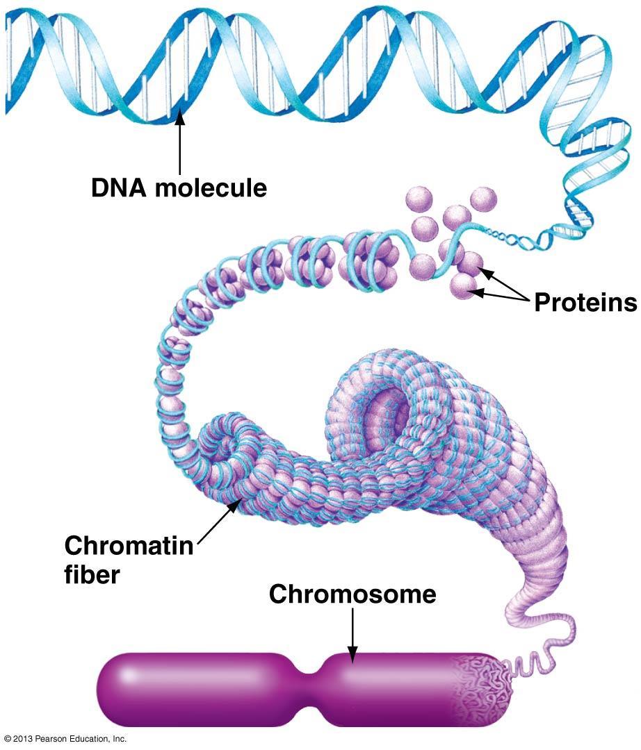 Structure and Function of the Nucleus Stored in the nucleus are long DNA molecules and associated proteins that form fibers