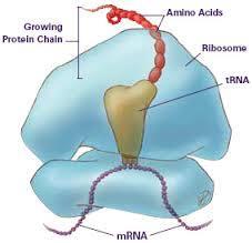 Ribosomes Ribosomes are responsible for making proteins.