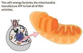 Mitochondria Mitochondria are found in almost all eukaryotic cells both plant and