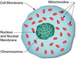 Mitochondria Mitochondria contain their own DNA, which encodes some of their proteins.