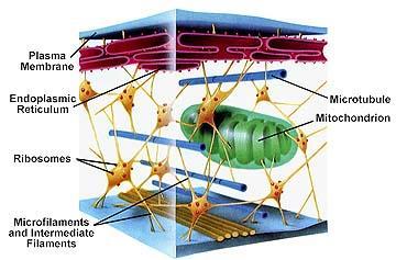 THE CYTOSKELETON: CELL SHAPE AND MOVEMENT The cytoskeleton is a network of fibers extending