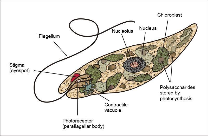 Euglena- A Weird Combo of Both Plant and Animal a single cell eukaryotic organism with