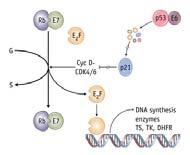 6 and 7 have a much higher binding affinity De regulate the host cell cycle No G0 arrest.