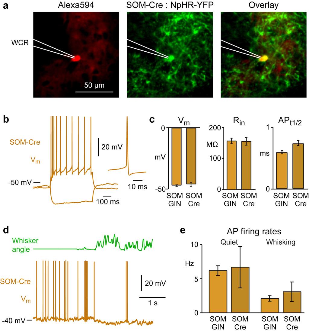 Supplementary Figure 9 Supplementary Figure 9. SOM-Cre cells are similar to SOM cells recorded in GIN-GFP mice.