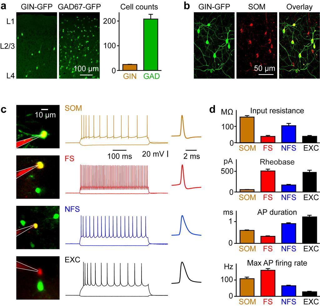 Supplementary Figure 1 Supplementary Figure 1. Somatostatin-expressing GABAergic neurons form a sparse population of highly excitable cells.