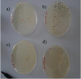 Figure 14: Colony numbers test against E.coli bacteria for Ag, ZnO, Ag/ZnO polyester nanocomposites of (a) Ag/Polyester, (b) neat Polyester, (c) Ag/ZnO Polyester, and (d) ZnO Polyester.