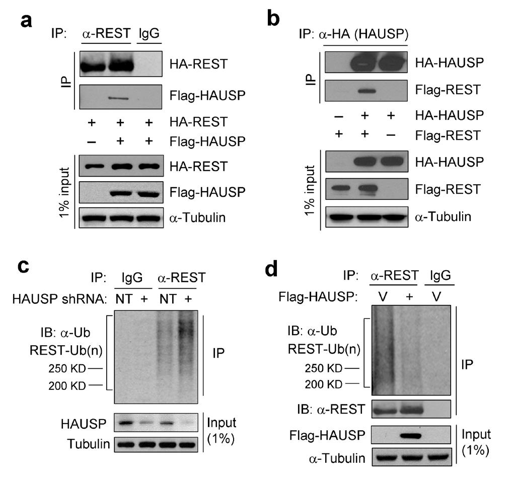 Figure S4 HAUSP interacts with REST and stabilizes REST protein through deubiquitination. (a) Interaction of overexpressed HA-REST and Flag- HAUSP in 293T cells.