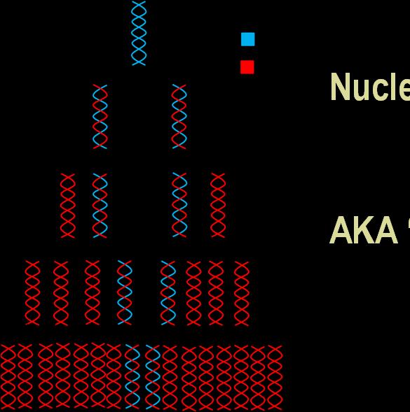 Nucleic Acid Amplification Tests AKA Molecular