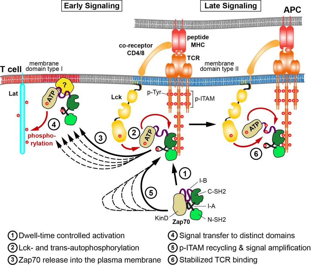 Supplementary Figure 8 The catch-and-release model for TCR signal amplification and dispersion. Proposed Catch-And-Release model for early and late Zap70 signaling at the TCR.