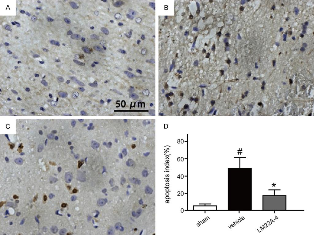 Figure 4. Influence of LM22A-4 treatment on SCI-resulted apoptosis. The apoptosis-positive neurons are revealed by brown nuclear staining.
