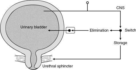 The bladder cycle Alternation between storage & voiding phases Bladder relaxed Actively inhibited Outlet contracted