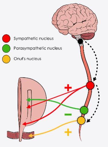 Nervous control of LUT MOTOR NEURONES Spinal cord; the lower motor neurones make muscles contract LUT motor centres (sacral cord); 1. Onuf s nucleus makes sphincter contract 2.