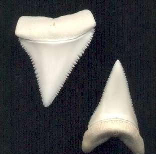 Shark teeth 1 Puncture teeth There is no serrations on the puncture teeth which is to reduce the resistance to puncture the prey.