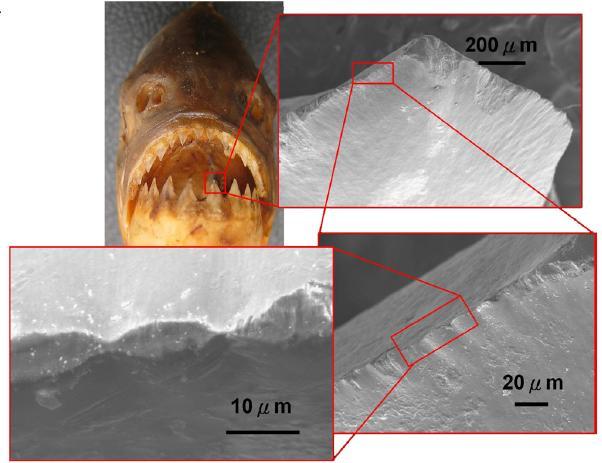 Serrated edge of piranha teeth Serration size(μm)