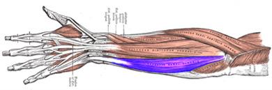 Mallet Terminal tendon insertion Boutonniere Central slip