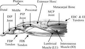 Extensor Tendons extend at the PIP joint Lateral