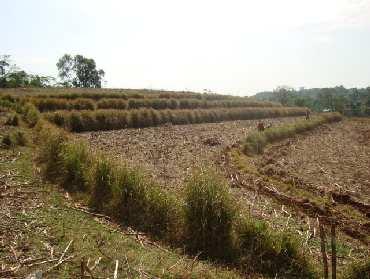 Biomass harvested for fresh and