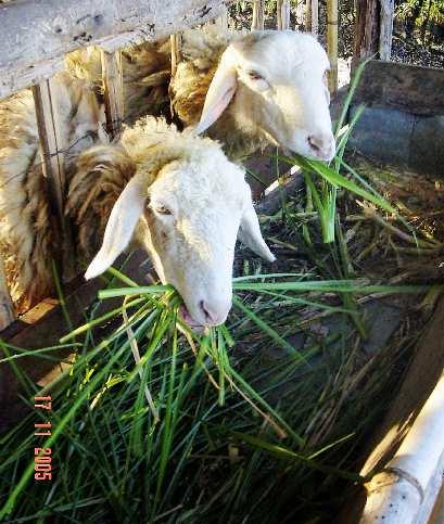 Fresh fodder for goats and pig in