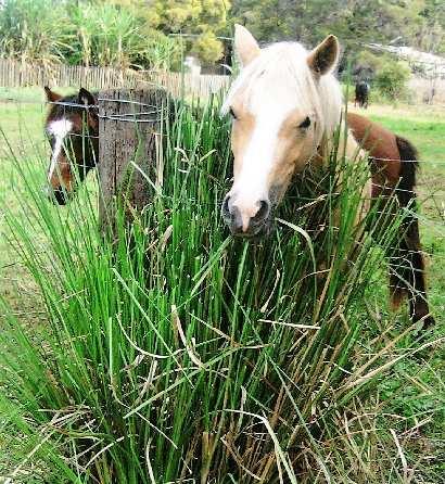 Yard grazing by horse in Australia Yard