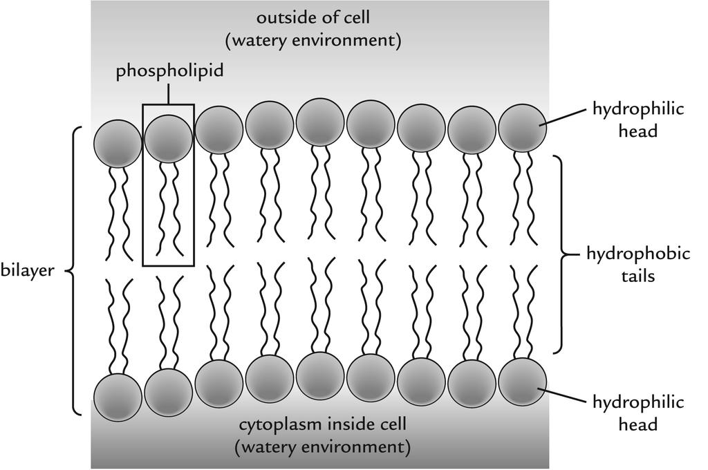 The Phospholipid Bilayer Cell