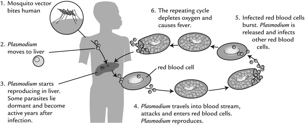 Treatments: Antimalarial drugs are used to treat malaria. These drugs affect some of the chemical reactions important for the parasite survival. This ends up killing the parasite.